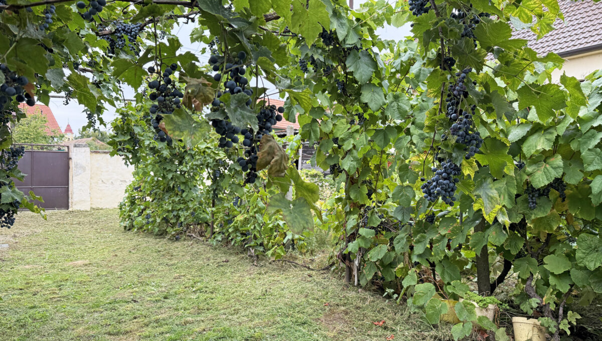 Sintava Konfido ponuka na predaj rodinny dom pohlad na vinic a cast vstupu na pozemok